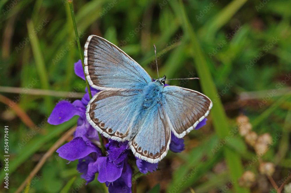 Polyommatus coridon (PODA, 1761) Silbergrüner Bläuling DE, NRW, Lampertstal, Eifel 15.07.2016 Polyommatus coridon (PODA, 1761) Silbergrüner Bläuling DE, NRW, Lampertstal, Eifel 15.07.2016