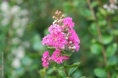 Wallpaper Mural Lagerstroemia indica Lilas d'Inde-2 Torontodigital.ca