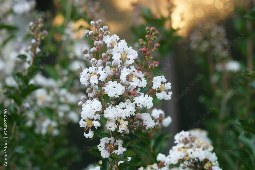 Flore-15 Flore-15