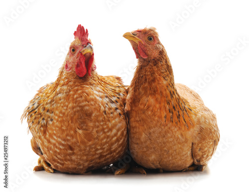 Two brown chickens.
