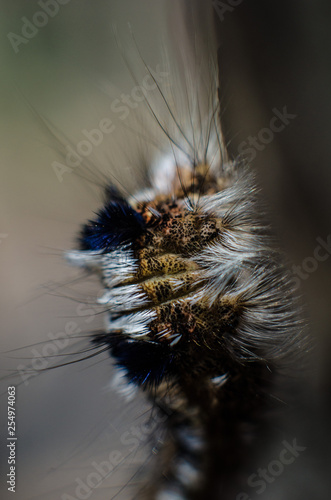 Milkweed Tussock Moth Caterpillar. photo