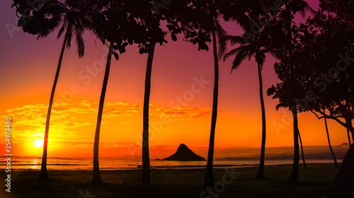 sunset in Oahu with palm trees photo