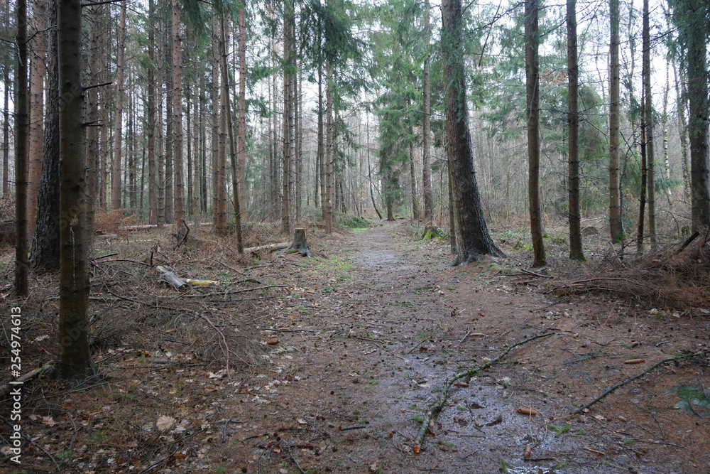 Spaziergang im Regen, Frühjahr im Wald
