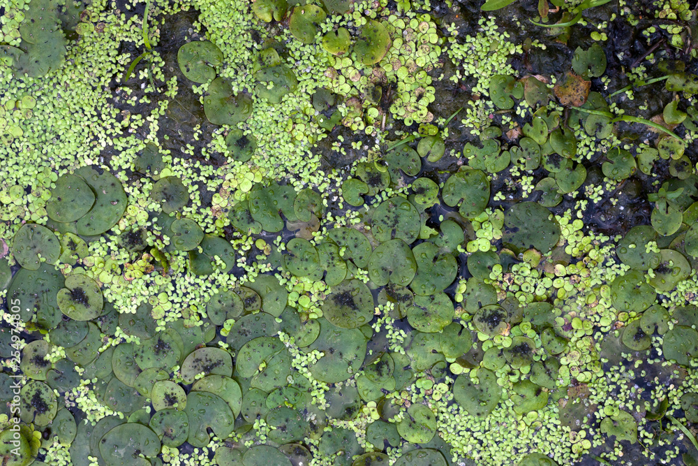 Duckweed and water lilies on the water surface. River and marsh vegetation. Duckweed and water lilies on the water surface. River and marsh vegetation.