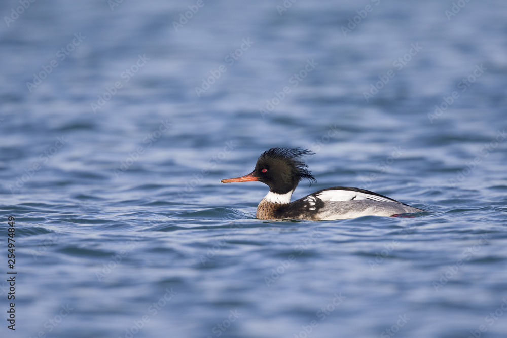 A red-breasted merganser (Mergus serrator) swimming and foraging along the Dutch coast in the North sea. A red-breasted merganser (Mergus serrator) swimming and foraging along the Dutch coast in the North sea.