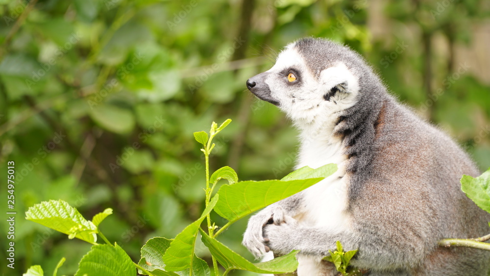 Fototapeta premium ringtailed lemur lemur catta