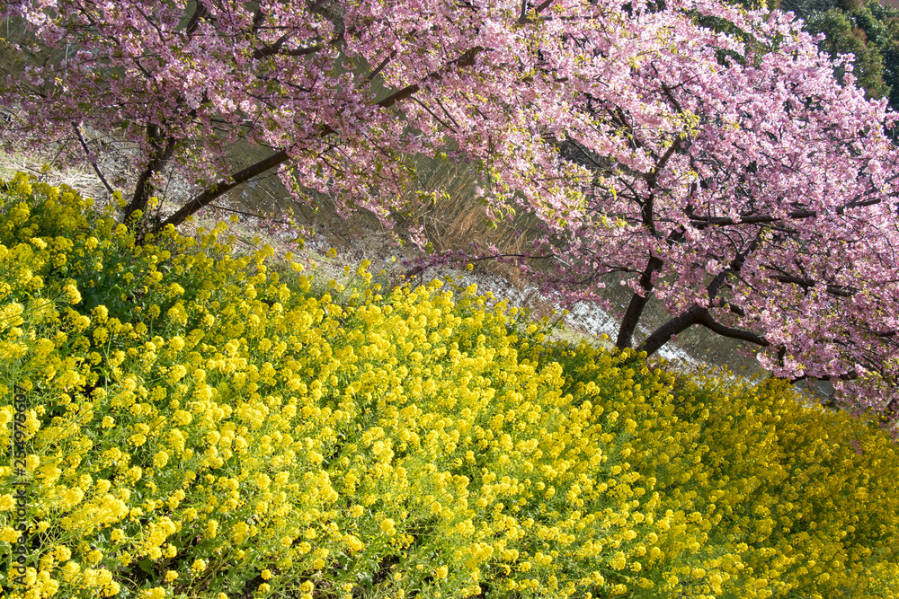 Kawazu cherry blossoms and rape blossoms at Fukuei Sports Plaza, Ichikawa city, Chiba Prefecture, Japan Kawazu cherry blossoms and rape blossoms at Fukuei Sports Plaza, Ichikawa city, Chiba Prefecture, Japan