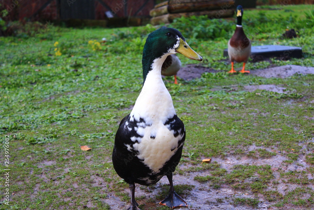 Fototapeta premium duck on grass