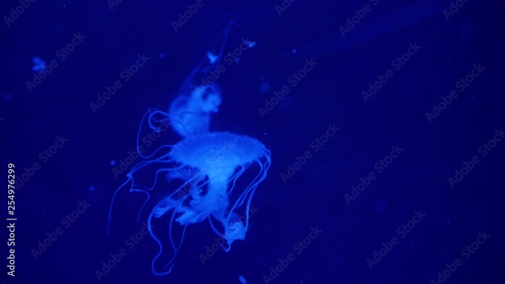 Underwater video with jellyfish medusas in blue aquarium color water Underwater video with jellyfish medusas in blue aquarium color water