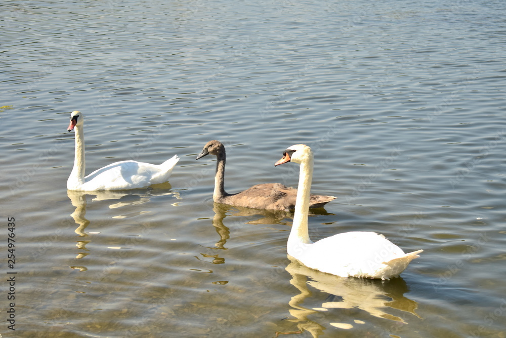 Three swans on the lake Three swans on the lake