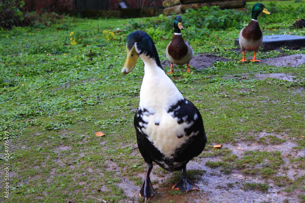 Fototapeta premium duck on grass