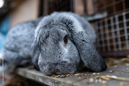 A close-up shot of a breeding rabbit standing in front of a wooden cage.