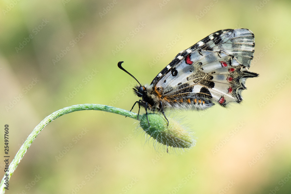Fototapeta premium Papilionidae / Orman Fistosu / / Zerynthia cerisyi 