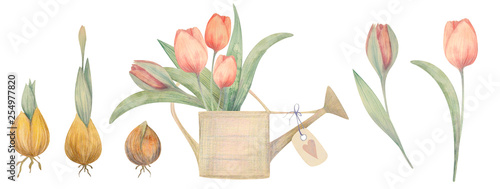 Watercolor hand drawn spring set with tulips. Planting flowers.