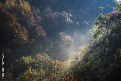 The morning light raises wisps of mist between the forests © Luis Vilanova