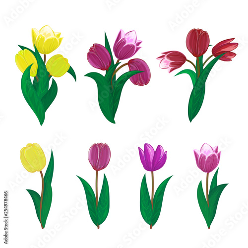 Vector tulips flower spring bouquet floral set with diffrent blooming red yellow and purple garden blossom illustration isolated on white background Perfect to use in postcard or greeting card design