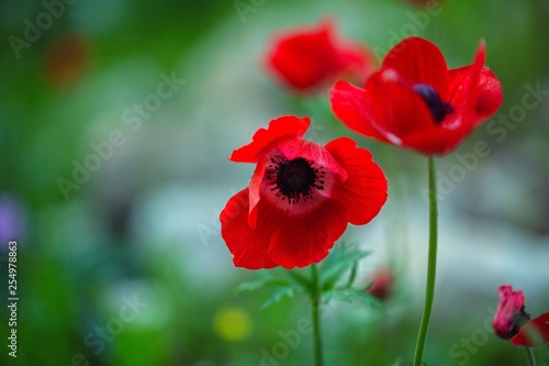 Obraz na płótnie Red anemone flowers background w salonie