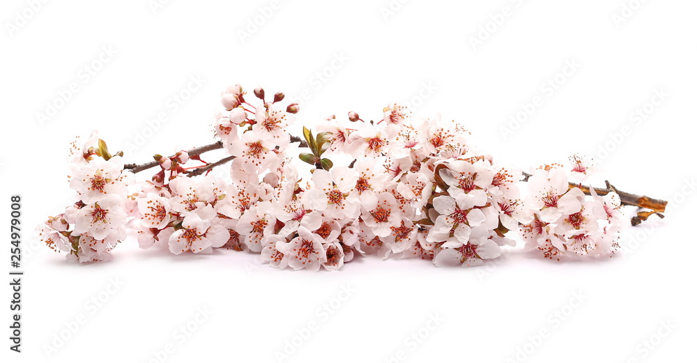 Spring flowers isolated on white, with clipping path Spring flowers isolated on white, with clipping path