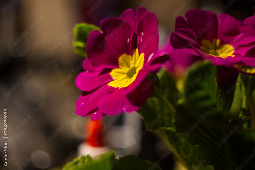 Naklejka premium flower March 8