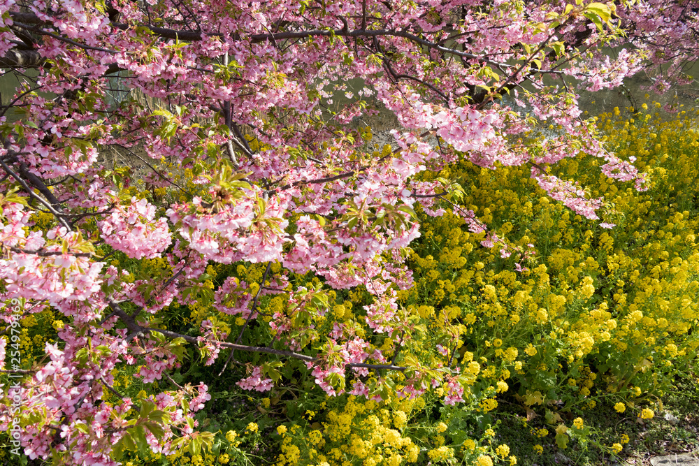 Kawazu cherry blossoms and rape blossoms at Fukuei Sports Plaza, Ichikawa city, Chiba Prefecture, Japan Kawazu cherry blossoms and rape blossoms at Fukuei Sports Plaza, Ichikawa city, Chiba Prefecture, Japan