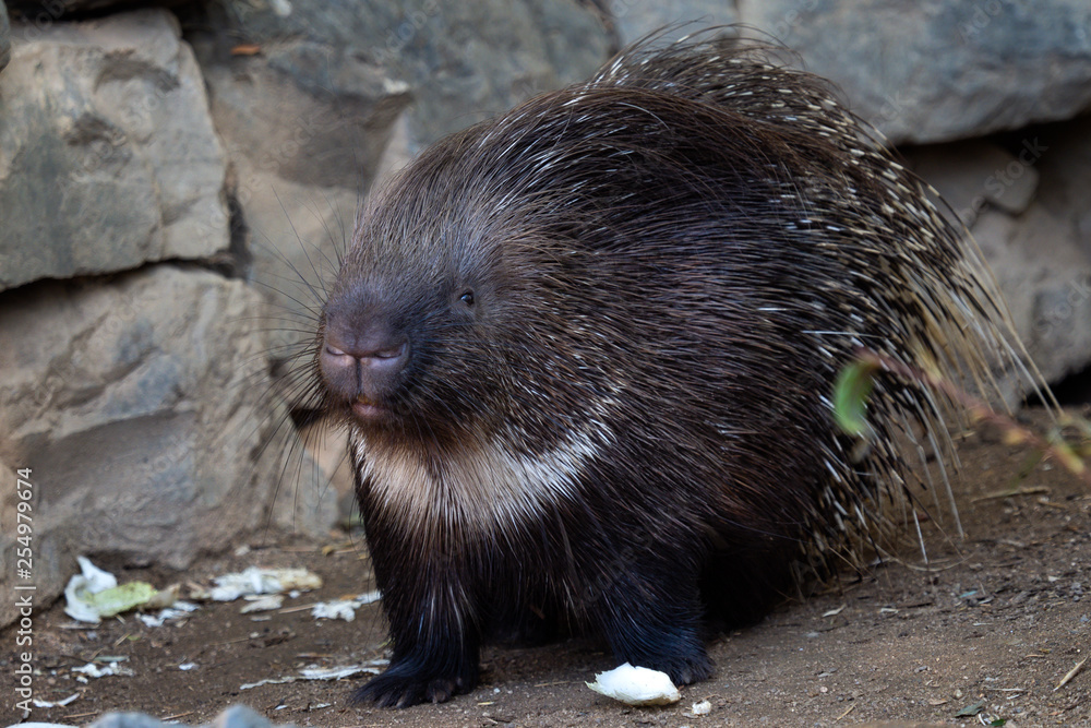 Cute porcupine relaxing in nature. Animal scene. Cute porcupine relaxing in nature. Animal scene.