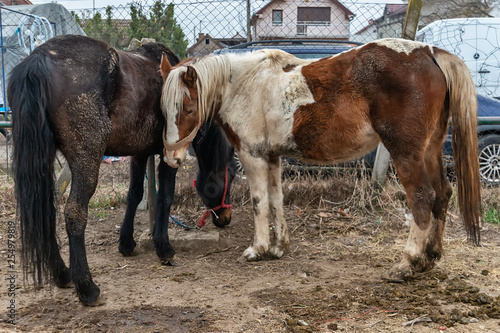Ruma, Serbia - March 03, 2019: a horses at the animal fair in Ruma, Serbia. © nedomacki