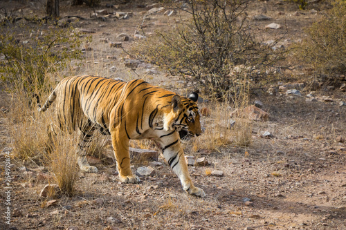 A male tiger on morning stroll and territory marking at Ranthambore National Park, India