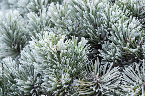 Winter frost on pine tree. Winter scene.