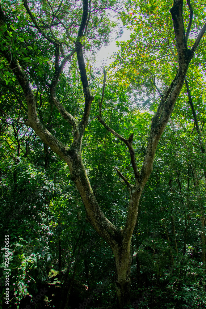 branched branches in rain forest at indonesia branched branches in rain forest at indonesia
