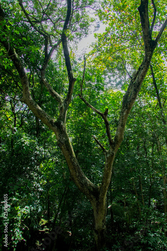 branched branches in rain forest at indonesia