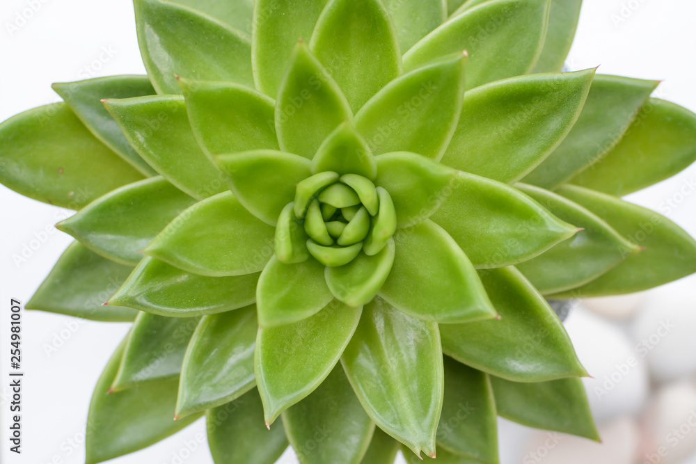 Succulent plant, green plant from overhead view Succulent plant, green plant from overhead view