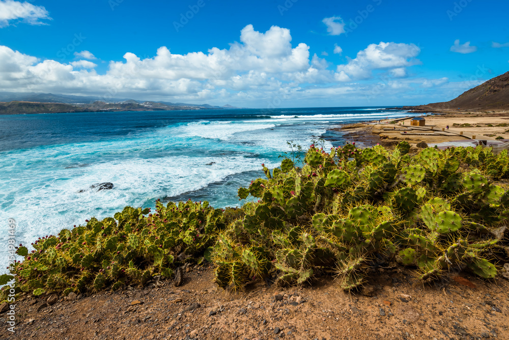 Tourism and travel. Windy day on the ocean. Cacti on the seashore. Canary Islands, Atlantic Ocean. Tropics