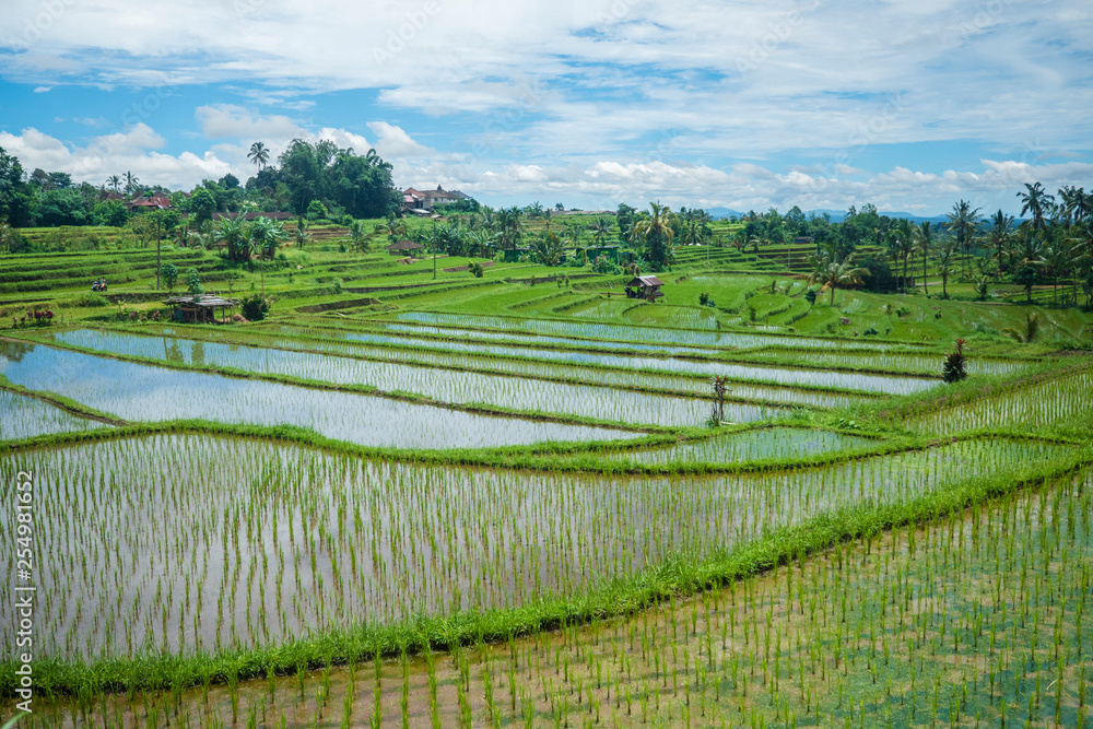 Rice Field of Jatiluwih, UNESCO World Heritage, Bali 2
