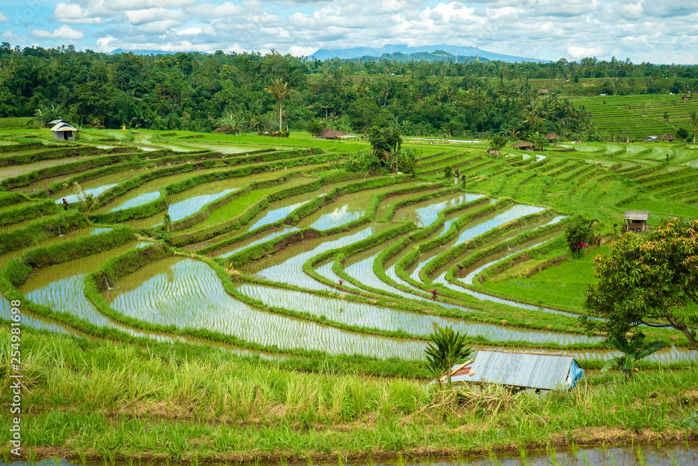 Rice Field of Jatiluwih, UNESCO World Heritage, Bali 5