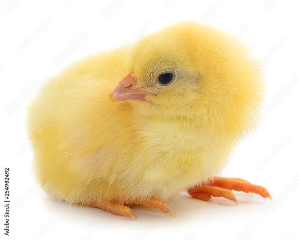 Obraz premium Little chicken isolated.