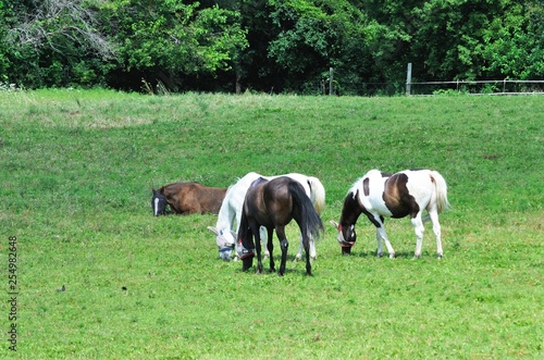 Four Horses in the Pasture © StevertS