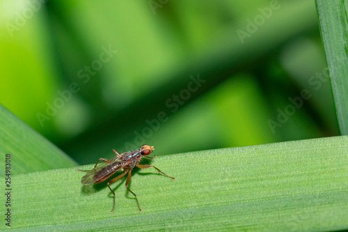Small fly resting on a green leaf against a strong wind at the sunny spring time