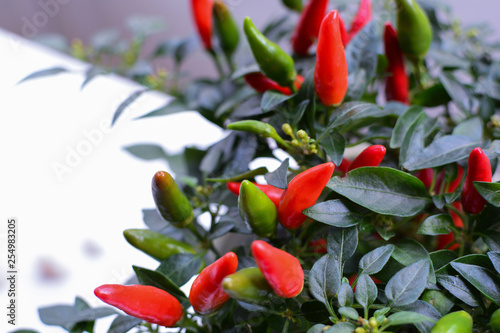 Wallpaper Mural Red and green chilli peppers growing on a small plant Torontodigital.ca