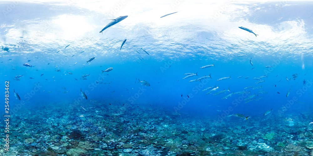 360 of Barracuda fish 360 of Barracuda fish