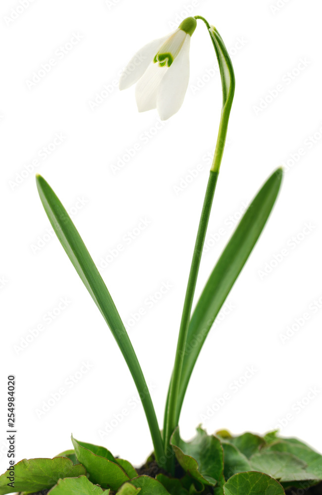 Snowdrop flower isolated on white. Snowdrop flower isolated on white.
