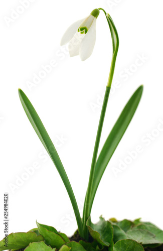 Snowdrop flower isolated on white.