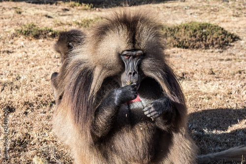Wallpaper Mural Gelada Baboon - Theropithecus Gelada. Simien Mountains in Ethiopia Torontodigital.ca