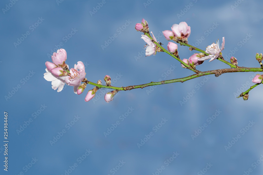 Pink Japanese cherry blossom blooming season under a ending winter blue sky Pink Japanese cherry blossom blooming season under a ending winter blue sky