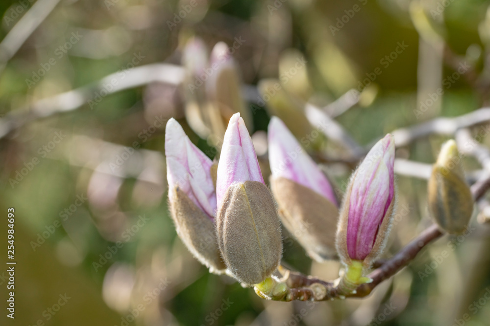 Obraz premium Closeup of magnolia blossom under a bright early spring sun light blooming calmly and smoothly