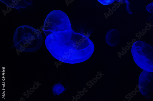 Common Jellyfish (Aurelia aurita) with a dark background in blue tones (also called, moon jellyfish, moon jelly, or saucer jelly) photo