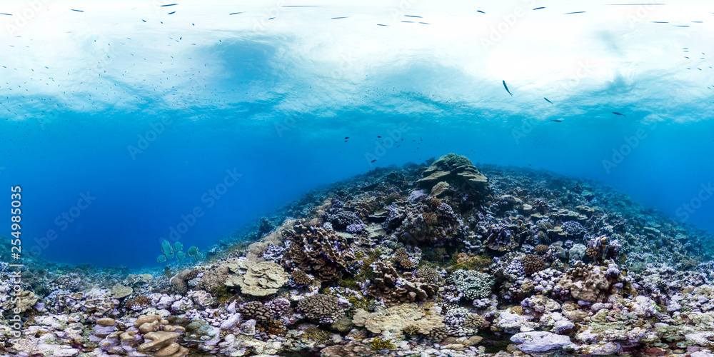 360 of batfish on healthy reef