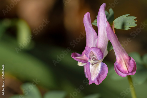 Little purple  Corydalis solida flowers growing at late warm winter photo