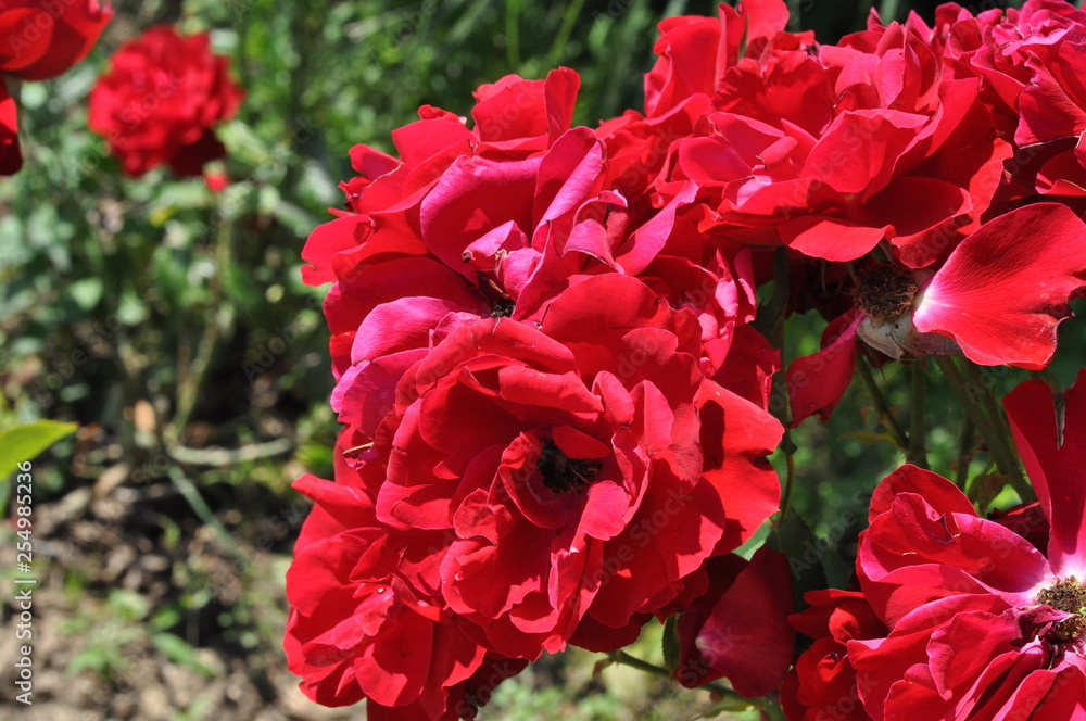 Fototapeta premium red rose in garden