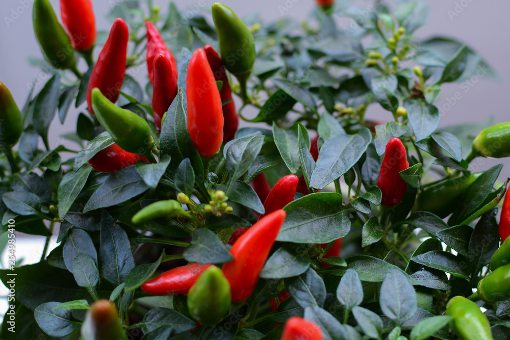 Red and green chilli peppers growing on a small plant Red and green chilli peppers growing on a small plant