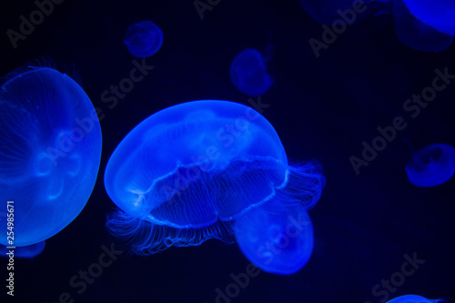 Common Jellyfish (Aurelia aurita) with a dark background in blue tones (also called, moon jellyfish, moon jelly, or saucer jelly)